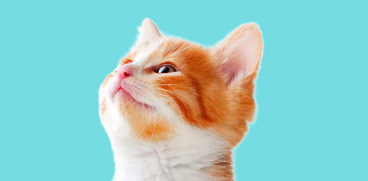 Deciphering your cat’s language - Pawfect Wonderland