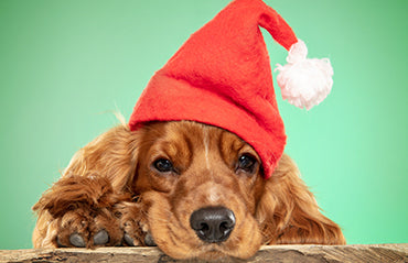 8 Tips for taking the perfect photo of your pet - Pawfect Wonderland