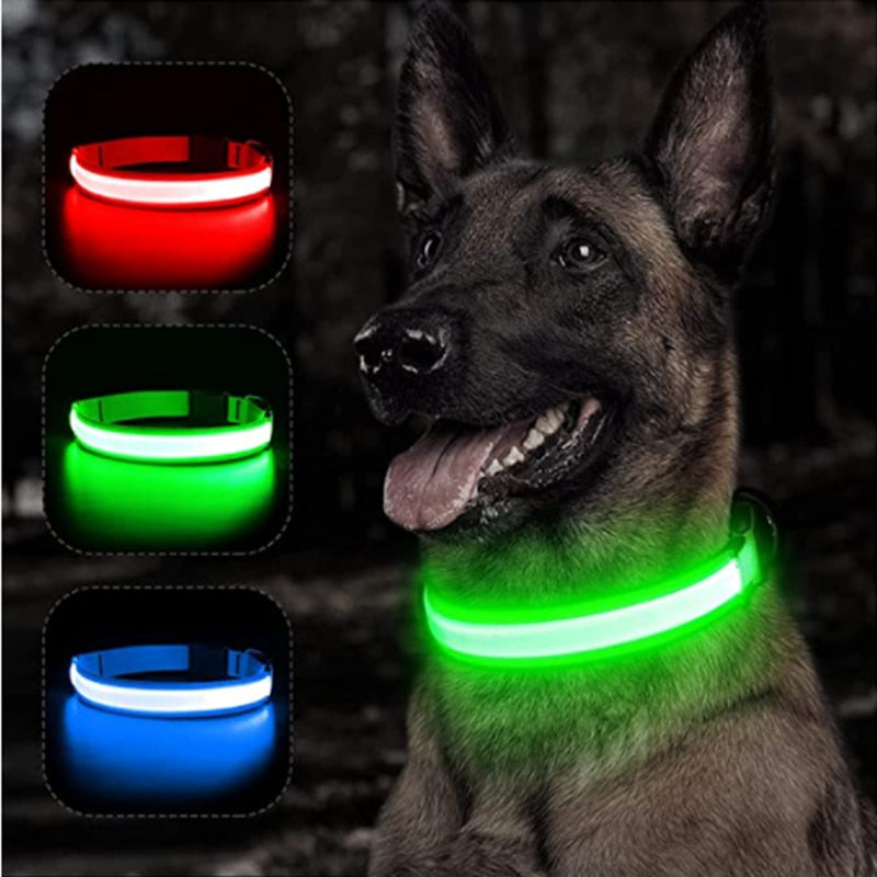 Luminous Dog Collar - Pawfect Wonderland