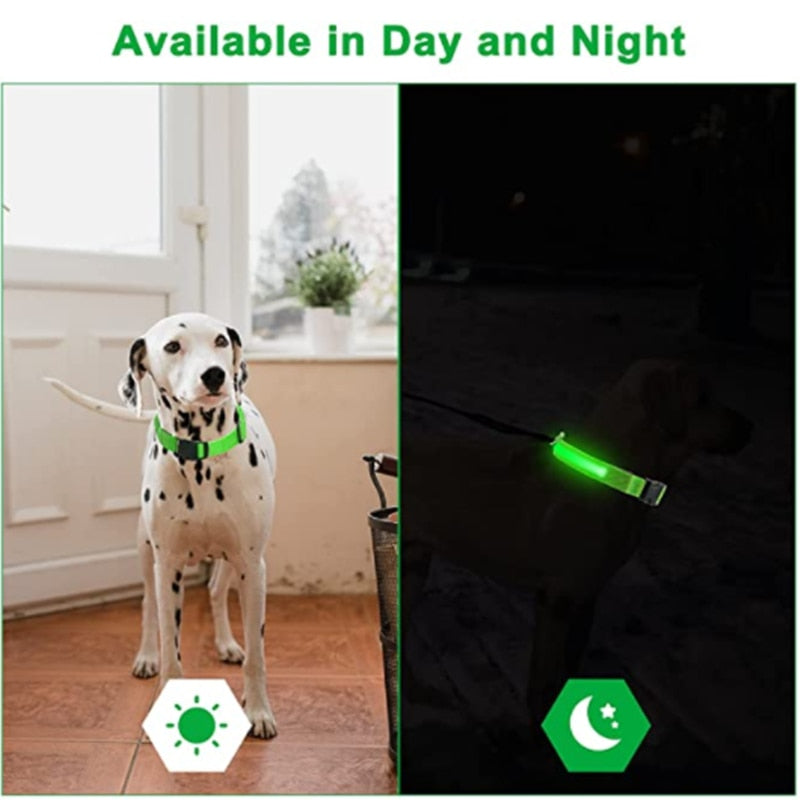 Luminous Dog Collar - Pawfect Wonderland